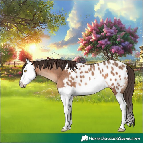 Horse Color:Sable Champagne Splash Appaloosa 