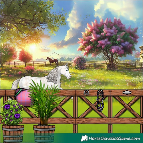 Horse Color:Perlino Splash Appaloosa 