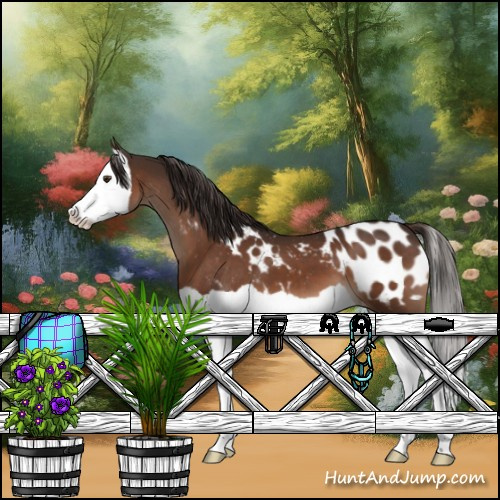 Horse Color:Liver Chestnut Splash Appaloosa 