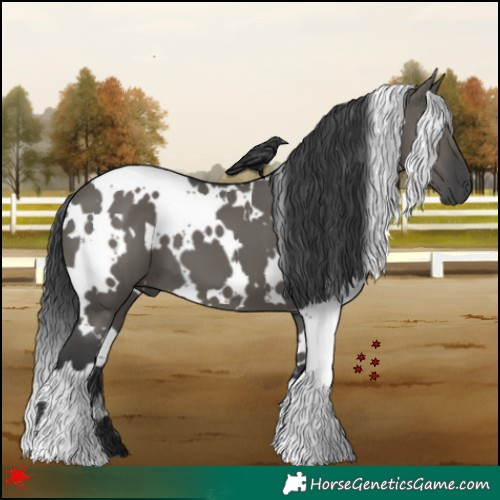 Horse Color:White Spotted Grullo 
