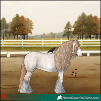 Horse Color:White Spotted Red Dun Roan 