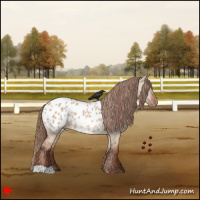 Horse Color:Red Dun Appaloosa Rabicano 