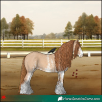 Horse Color:White Spotted Red Dun