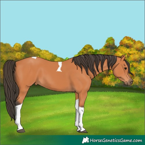 Horse Color:Bay Tobiano 
