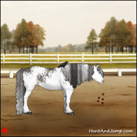 Horse Color:White Spotted Grullo Splash Varnish 