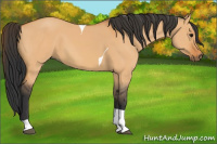 Horse Color:Bay Dun Tobiano 
