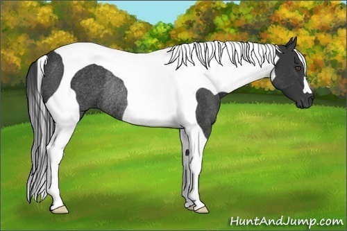 Horse Color:Black Tobiano Rabicano 