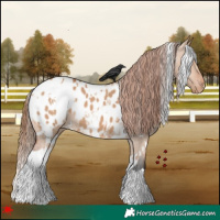 Horse Color:White Spotted Bay Dun Appaloosa 