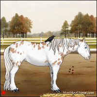 Horse Color:White Spotted Silver Bay Dun Splash Frame Appaloosa 