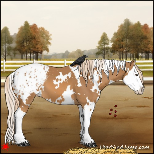Horse Color:White Spotted Chestnut Splash Appaloosa 