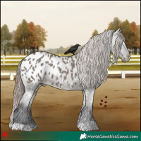 Horse Color:White Spotted Grullo Blanket 
