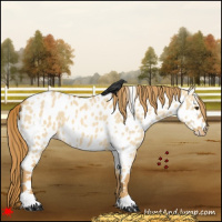 Horse Color:White Spotted Red Dun Appaloosa