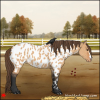 Horse Color:Bay Dun Appaloosa 