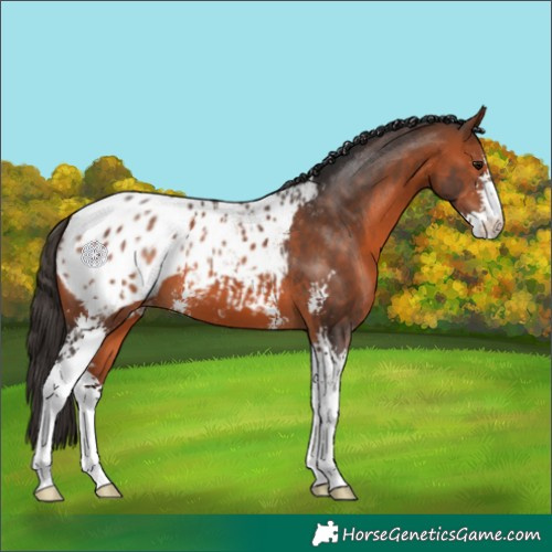 Horse Color:Bay Sabino Appaloosa 