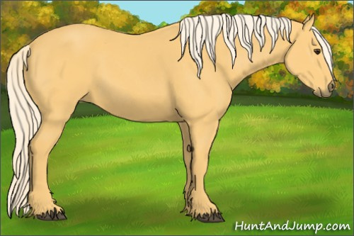 Horse Color:Palomino