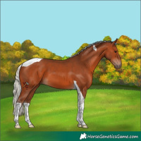 Horse Color:Silver Brown Tobiano 