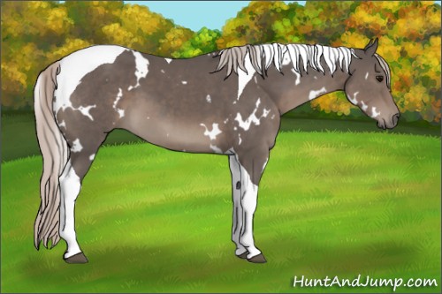 Horse Color:White Spotted Silver Black Tobiano 