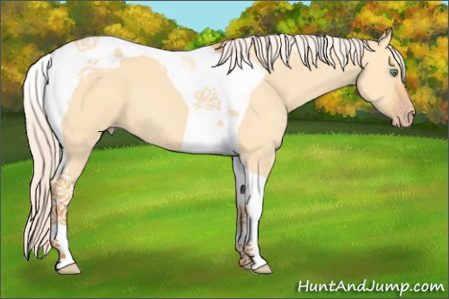 Horse Color:Silver Sable Cream Champagne Dun Tobiano 