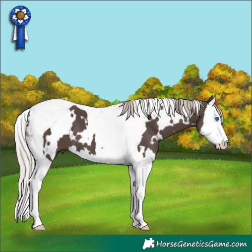 Horse Color:White Spotted Silver Black Splash Tobiano 