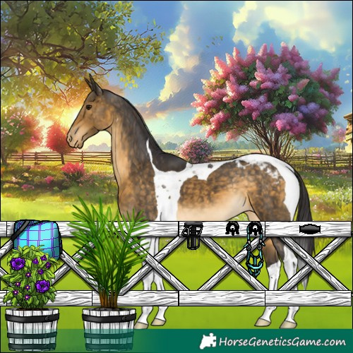 Horse Color:Buckskin Tobiano Blanket
