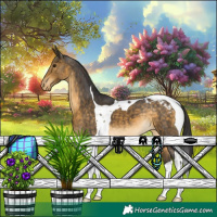 Horse Color:Buckskin Tobiano Appaloosa