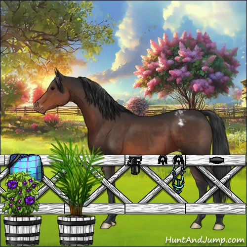Horse Color:Brown Appaloosa 