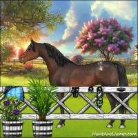 Horse Color:Brown Appaloosa 