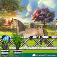 Horse Color:Buckskin Appaloosa