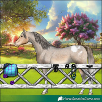 Horse Color:Buckskin Appaloosa 