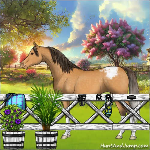 Horse Color:Buckskin Appaloosa