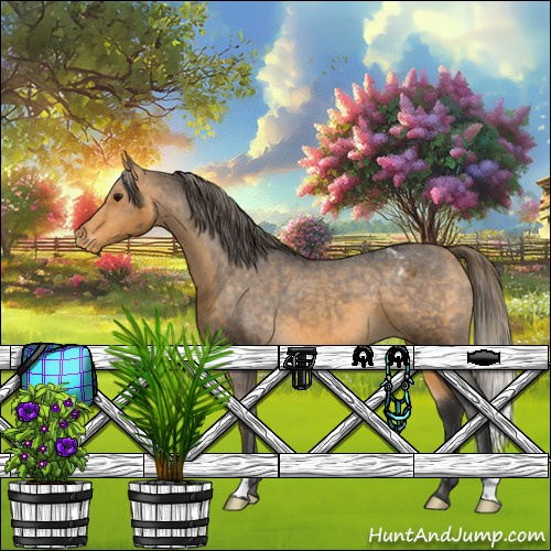 Horse Color:Buckskin Appaloosa 