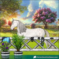 Horse Color:Perlino Appaloosa 