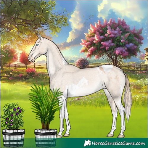 Horse Color:Perlino Tobiano Appaloosa 