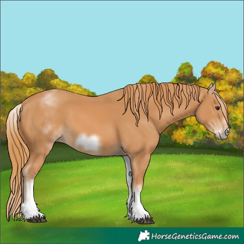 Horse Color:White Spotted Chestnut Frame 