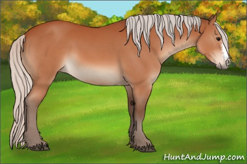 Horse Color:Silver Bay 