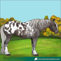 Horse Color:Silver Brown Tobiano Blanket