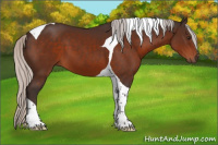 Horse Color:Silver Brown Tobiano 