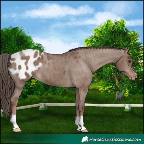 Horse Color:Liver Red Dun Appaloosa