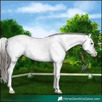 Horse Color:Liver Red Dun Appaloosa 