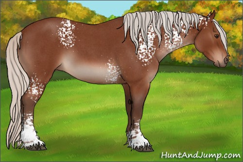 Horse Color:White Spotted Silver Brown Roan 