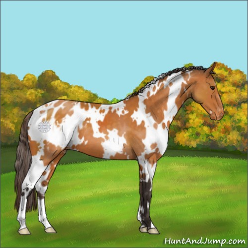 Horse Color:White Spotted Buckskin Appaloosa 