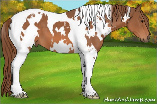 Horse Color:White Spotted Chestnut Tobiano 