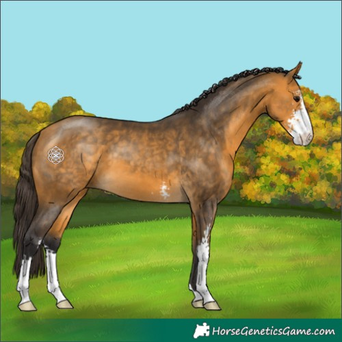 Horse Color:Buckskin Sabino 