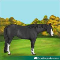 Horse Color:Black Sabino Rabicano 