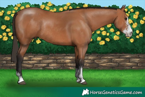 Horse Color:Bay Sabino Rabicano