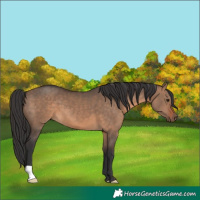 Horse Color:Brown Dun 