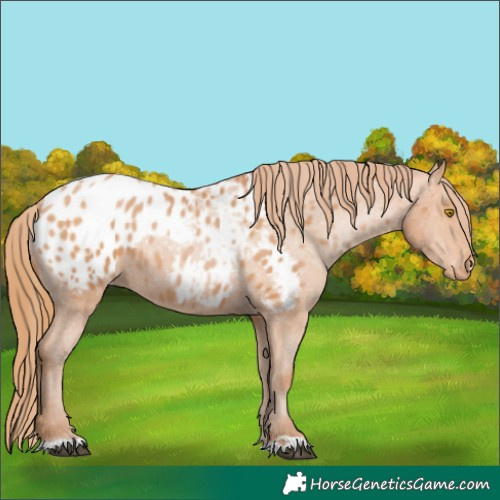 Horse Color:Bay Pearl Blanket