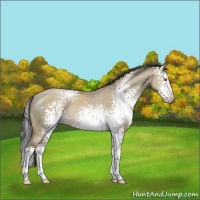 Horse Color:White Spotted Classic Champagne Dun Splash Rabicano 