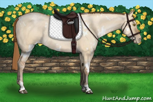 Horse Color:White Spotted Brown Pearl Dun Rabicano 
