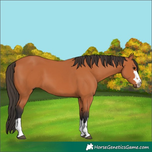 Horse Color:Bay 